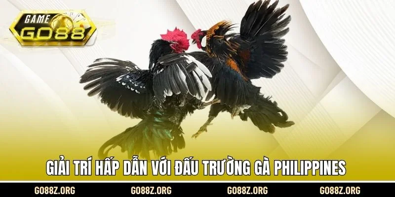 Giải trí hấp dẫn với đấu trường gà Philippines 